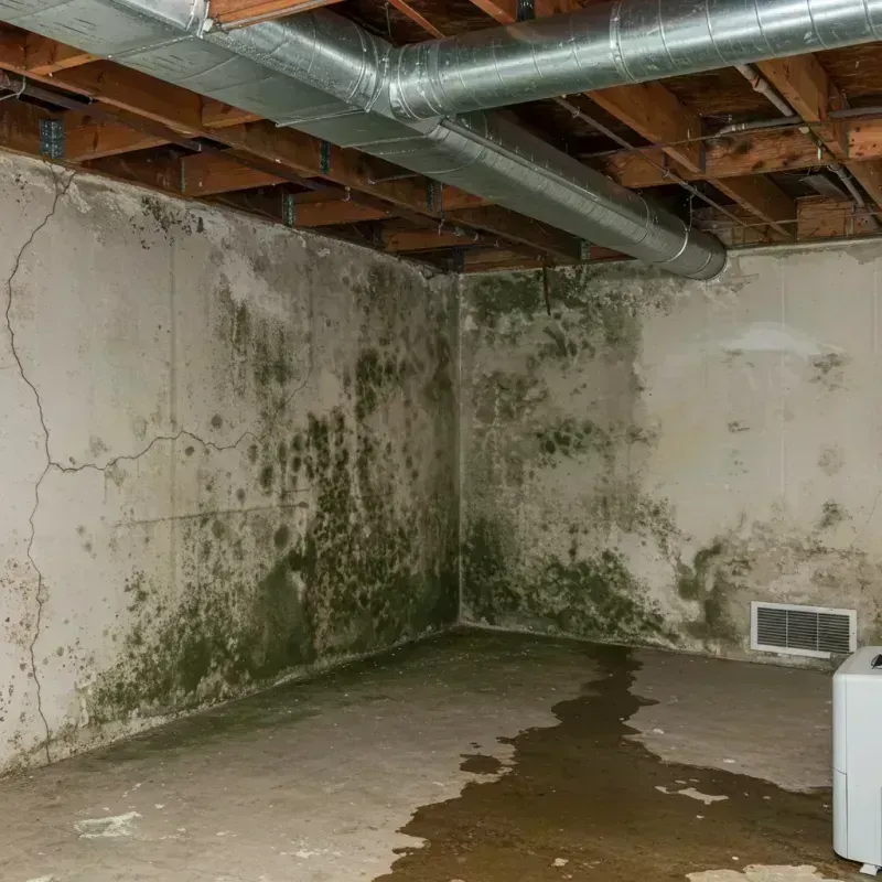 Professional Mold Removal in Gulivoire Park, IN